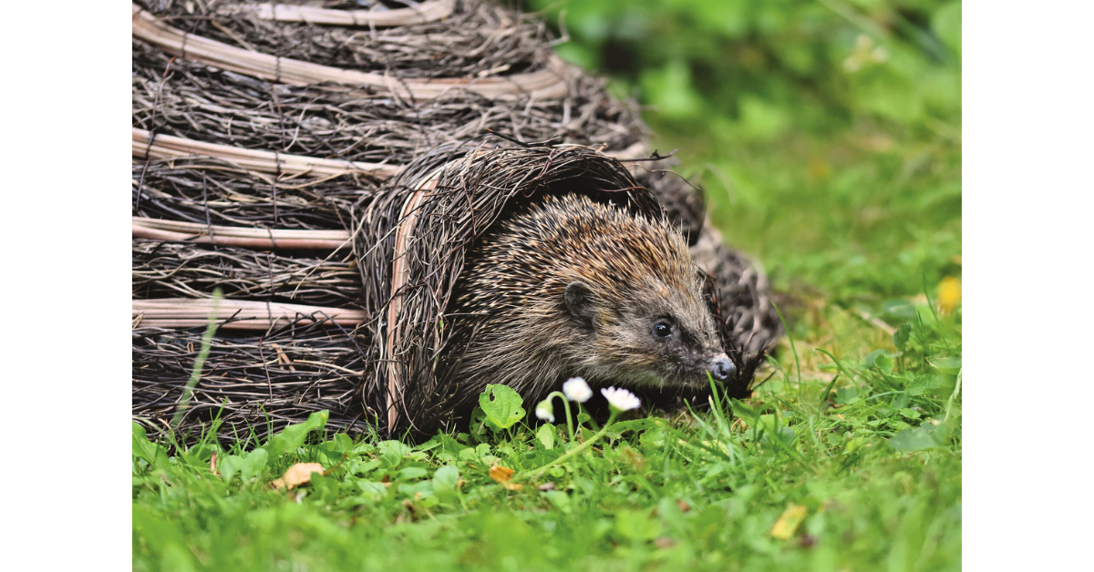 winter-wildlife-in-allotments